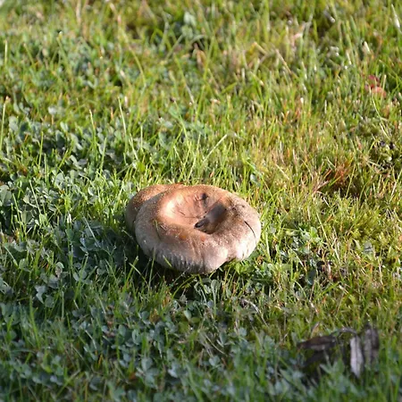 In Peaceful Setting And Large Garden Ferienhaus *