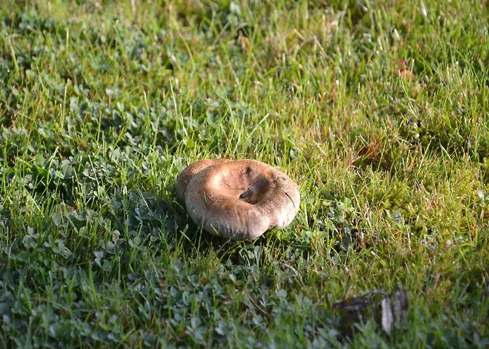 In Peaceful Setting And Large Garden Дом отдыха *